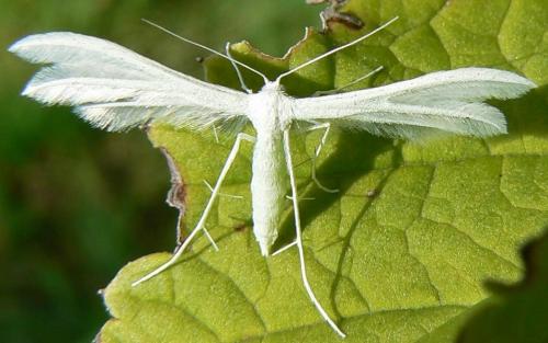 Réf. 213 361 : Pterophorus pentadactyla